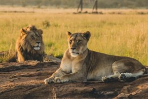 Groepssafari Kenia